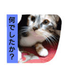 SUMISHIRO4（個別スタンプ：36）
