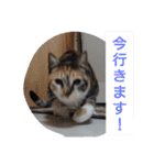 SUMISHIRO4（個別スタンプ：37）