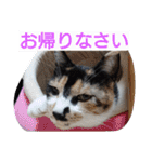 SUMISHIRO4（個別スタンプ：38）