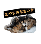 SUMISHIRO4（個別スタンプ：40）