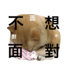 won won A-go（個別スタンプ：4）