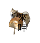 won won A-go（個別スタンプ：6）