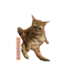 Money boss（個別スタンプ：3）