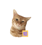 Money boss（個別スタンプ：5）