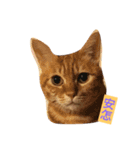 Money boss（個別スタンプ：11）