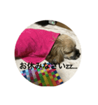 シダックス犬 茶太郎（個別スタンプ：2）