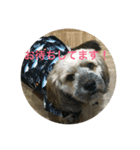 シダックス犬 茶太郎（個別スタンプ：3）