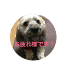 シダックス犬 茶太郎（個別スタンプ：4）