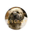 シダックス犬 茶太郎（個別スタンプ：6）