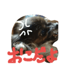 面被りの姫vol.2（個別スタンプ：2）