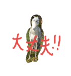 面被りの姫vol.2（個別スタンプ：5）