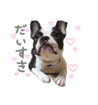 French bulldog KEN！（個別スタンプ：1）