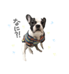 French bulldog KEN！（個別スタンプ：3）