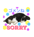 Cat Cocoa Daily（個別スタンプ：6）