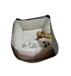 My favorite animal is the dogs（個別スタンプ：1）