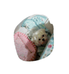 My favorite animal is the dogs（個別スタンプ：33）