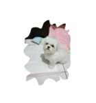 My favorite animal is the dogs（個別スタンプ：40）