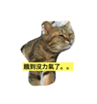 meooww（個別スタンプ：6）