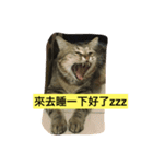 meooww（個別スタンプ：8）