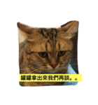 meooww（個別スタンプ：9）