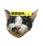 meooww（個別スタンプ：10）