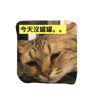 meooww（個別スタンプ：12）