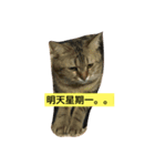 meooww（個別スタンプ：18）