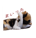 保護ねこ写真スタンプ：三毛猫編（個別スタンプ：10）