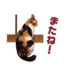 保護ねこ写真スタンプ：三毛猫編（個別スタンプ：14）