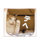 保護ねこ写真スタンプ：三毛猫編（個別スタンプ：15）