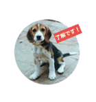 beagles 2018（個別スタンプ：1）