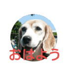 beagles 2018（個別スタンプ：5）