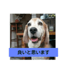 beagles 2018（個別スタンプ：10）