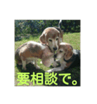 beagles 2018（個別スタンプ：11）