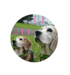 beagles 2018（個別スタンプ：12）