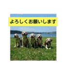 beagles 2018（個別スタンプ：13）