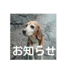 beagles 2018（個別スタンプ：15）