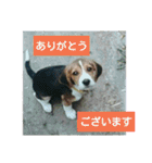 beagles 2018（個別スタンプ：17）