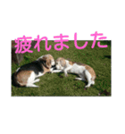 beagles 2018（個別スタンプ：21）