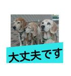 beagles 2018（個別スタンプ：24）