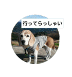 beagles 2018（個別スタンプ：35）