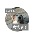 beagles 2018（個別スタンプ：38）