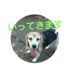 beagles 2018（個別スタンプ：39）