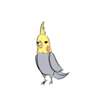 Silly Cockatiel Stickers（個別スタンプ：1）