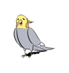 Silly Cockatiel Stickers（個別スタンプ：10）