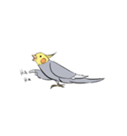 Silly Cockatiel Stickers（個別スタンプ：13）