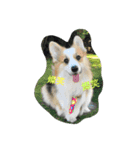 Corgi_Kimi（個別スタンプ：1）