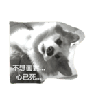 Corgi_Kimi（個別スタンプ：2）