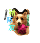 Corgi_Kimi（個別スタンプ：5）