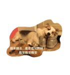 Corgi_Kimi（個別スタンプ：7）